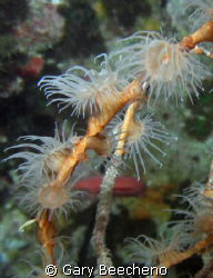 Coral by Gary Beecheno 